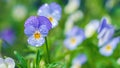 Field pansy flowers in dewdrops, wild violets in green grass