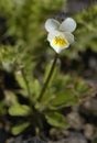 Field Pansy - Viola arvensis