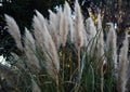 Field of papyrus plants