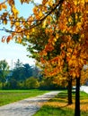 Tree with red-orange autumn leaves at the edge of field