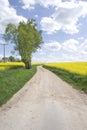 Field path lined with Canola oil plants in full bloom Royalty Free Stock Photo