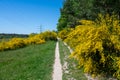 Field path through many yellow broom bushes Royalty Free Stock Photo