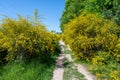 Field path through many yellow broom bushes Royalty Free Stock Photo