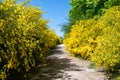 Field path through many yellow broom bushes Royalty Free Stock Photo