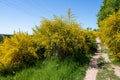 Field path through many yellow broom bushes Royalty Free Stock Photo