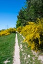 Field path through many yellow broom bushes Royalty Free Stock Photo