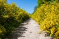 Field path through many yellow broom bushes Royalty Free Stock Photo