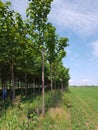 A field of Paulownia green trees fully grown 5 years old
