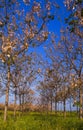A field of Paulownia trees blooming Israel