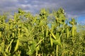 Field of pea plant Royalty Free Stock Photo