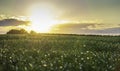 Field peas at sunset in Rocky View County Alberta Canada Royalty Free Stock Photo