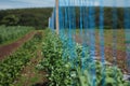 Field of peas, with strings