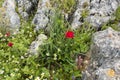 A field with pebbles and wild flowers such as poppy and daisies Royalty Free Stock Photo