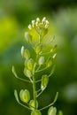 Field penny-cress Thlaspi arvense flowers and fruit