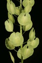 Field Penny-Cress Thlaspi arvense. Infructescence Detail Closeup