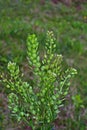 Field pennycress Thlaspi arvense in south Sweden