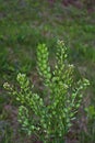 Field pennycress Thlaspi arvense in south Sweden