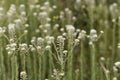 Field pepperwort flowers, Lepidium campestre