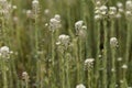 Field pepperwort flowers, Lepidium campestre