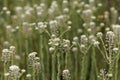 Field pepperwort flowers, Lepidium campestre