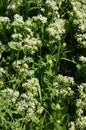 Field pepperwort flowers, Lepidium campestre.Lepidium campestre - Wild plant shot in the spring