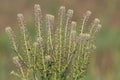 Field pepperwort lepiduim campestre