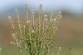 Field pepperwort lepiduim campestre
