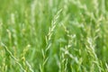 Perennial ryegrass Lolium perenne L. Royalty Free Stock Photo