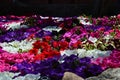 Field of petunia by the beach in Sardegna Italy