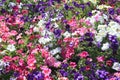 Field of Petunia Flowers