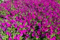 The field of petunia x hybrida `Ramblin Violet` flowers in a spring season at a botanical garden.