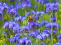 Field of Phacelia