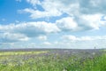 Field Phacelia Juss