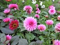 Field of pink asters, Suomenlinna, Helsinki