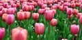 Field of pink blooming tulips Royalty Free Stock Photo