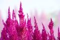 Field of pink celosia flower with bee. Royalty Free Stock Photo