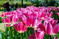 Field of pink colored gesneriana tulips from the family Liliaceae Royalty Free Stock Photo