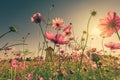 Field pink cosmos flower and sunlight with vintage toned