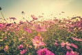 Field pink cosmos flower with vintage toned