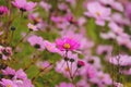 Close-up of a pink cosmos flower or mirasol Royalty Free Stock Photo