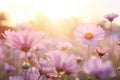 Field of pink cosmos flowers bathed in the golden light of the setting sun Royalty Free Stock Photo