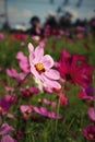 Field of pink cosmos flowers - flowers and garden. Royalty Free Stock Photo