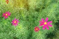 Field of Pink Cosmos hybrid  morning sunshine; top  view photo Royalty Free Stock Photo