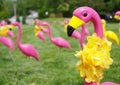 Field of Pink Flamingos Royalty Free Stock Photo