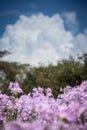 A field of pink flowers against a blue sky Royalty Free Stock Photo