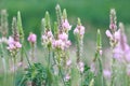 Field of pink flowers Sainfoin, Onobrychis viciifolia. Background of wildflowers. Agriculture. Blooming wild flowers of sainfoin