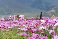 Field of pink flowers in Spring at Kangding, China Royalty Free Stock Photo