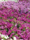 Field of pink and fuchsia petunias flowers, top view. Floral background of white blooming petunias. Petunia pattern close up