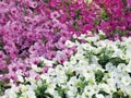 Field of pink, fuchsia and white petunias flowers, top view. Floral background of white blooming petunias. Petunia pattern close