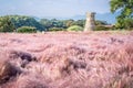 Field of Pink Muhly grass and Cheomseongdae an ancient Astrological Observatory in Gyeongju Korea Royalty Free Stock Photo